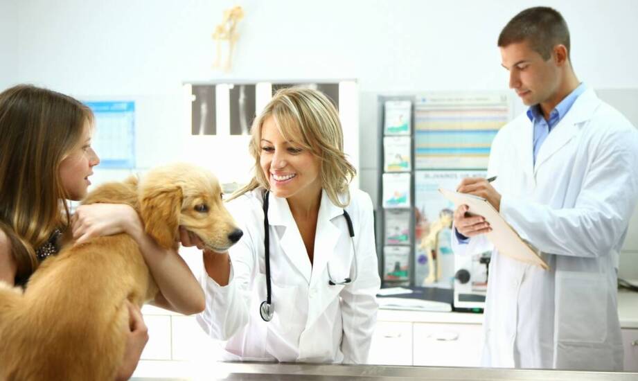 Jak wybrać odpowiednią opiekę weterynaryjną dla zwierząt domowych?