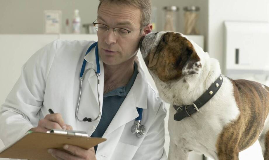 Czym zajmuje się onkolog weterynaryjny i kiedy warto skorzystać z pomocy?