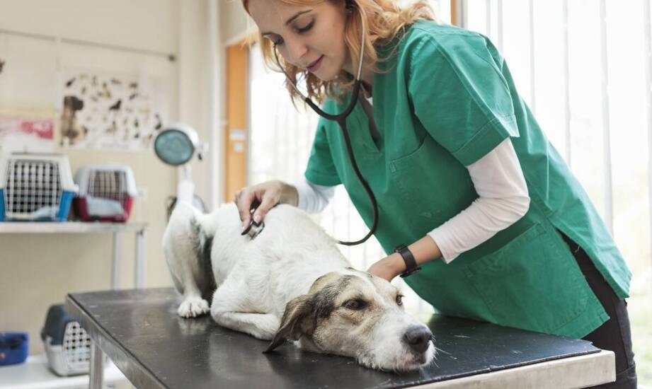 Opieka onkologiczna dla psów – najważniejsze informacje i porady