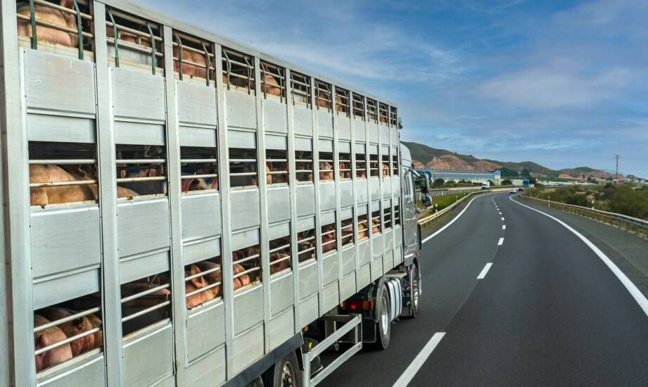 Jak działają wózki transportowe i do czego najczęściej są wykorzystywane?