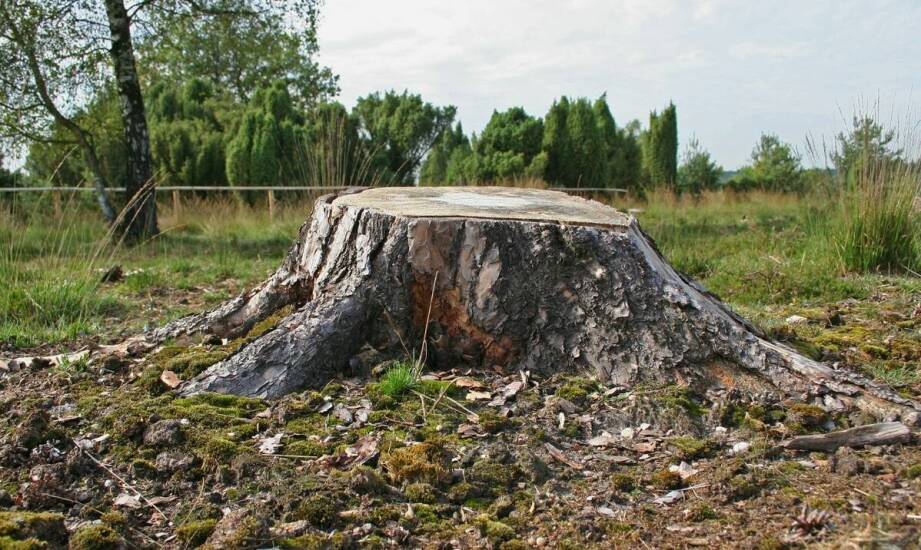 Agrest na pniu – uprawa, pielęgnacja i najważniejsze zalety tej formy