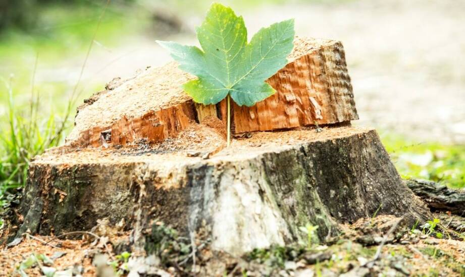 Agrest na pniu – jak uprawiać i pielęgnować krzewy w ogrodzie