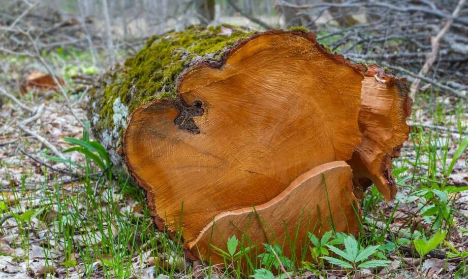 Agrest na pniu – sprawdzone sposoby uprawy i pielęgnacji krzewu