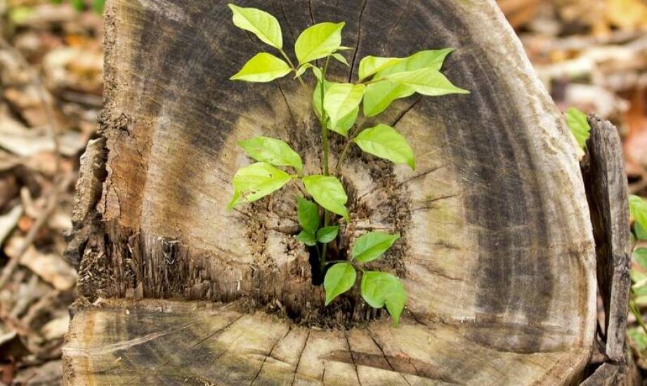 Agrest na pniu – jak uprawiać i pielęgnować krzewy szczepione