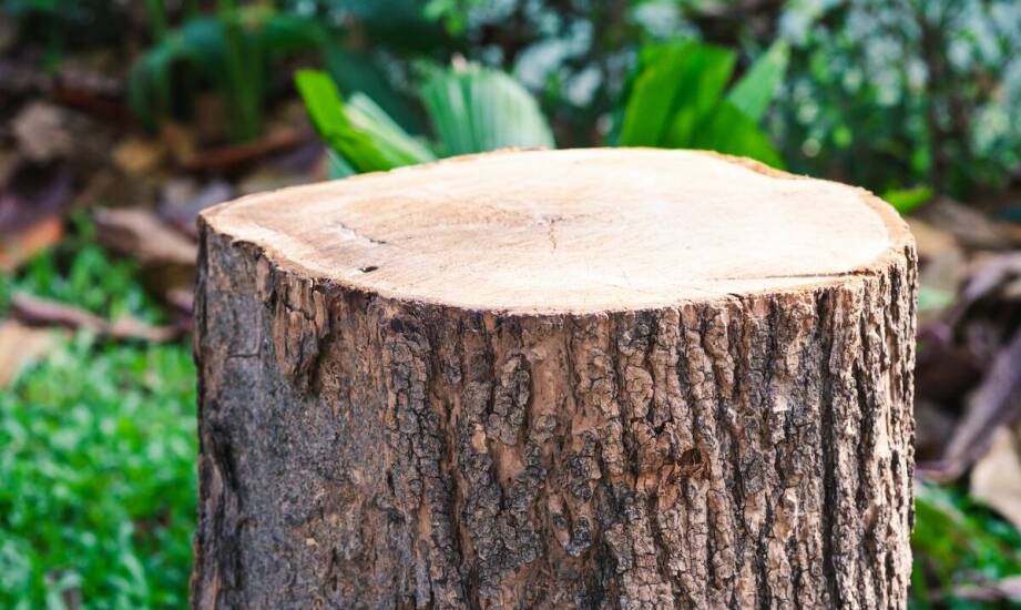 Agrest na pniu – najważniejsze informacje, uprawa i pielęgnacja