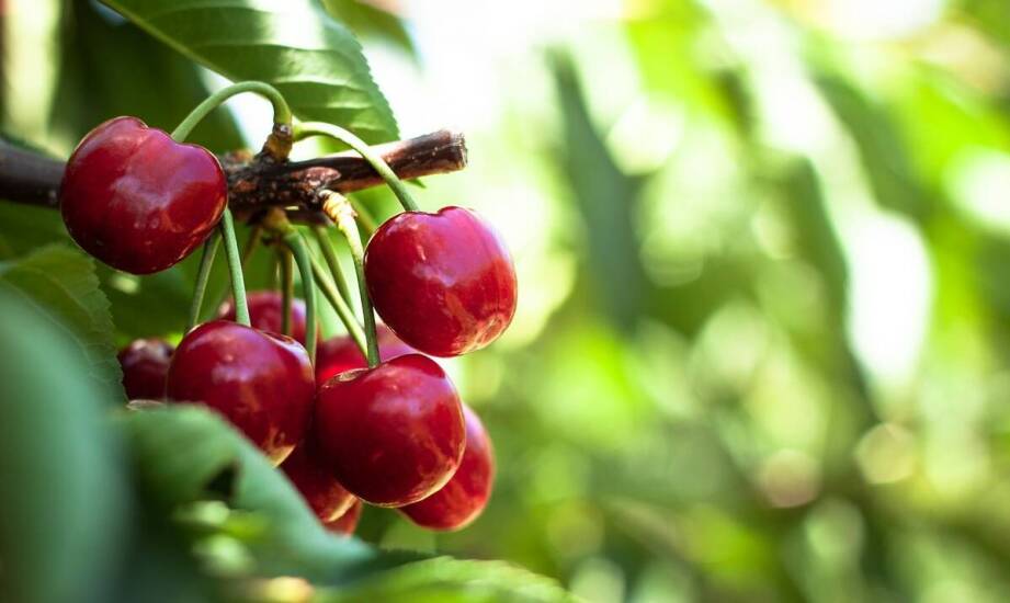 Czereśnia karłowa w ogrodzie – najważniejsze informacje i porady uprawowe