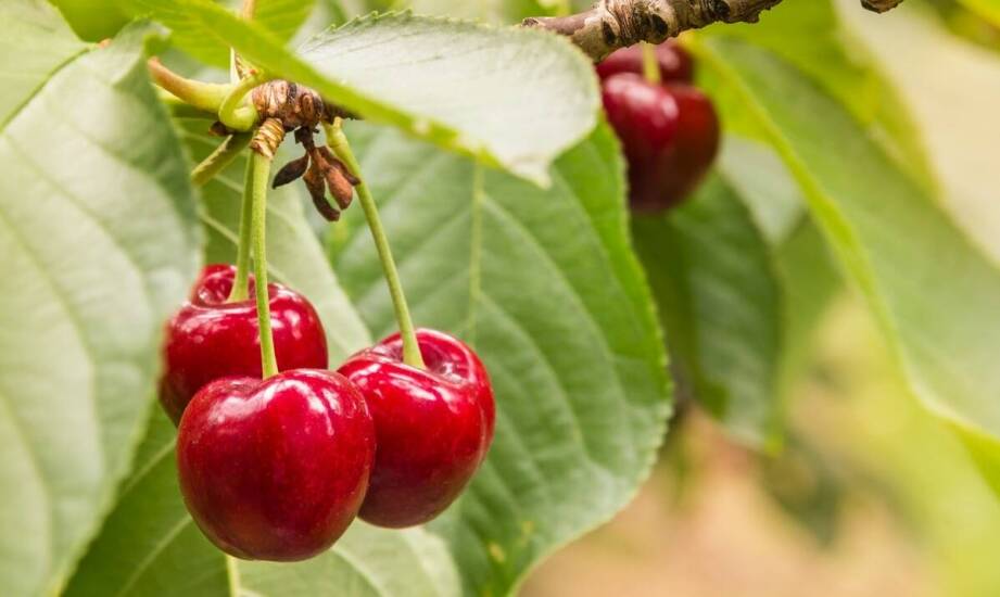 Czereśnia karłowa – najważniejsze informacje o uprawie i pielęgnacji