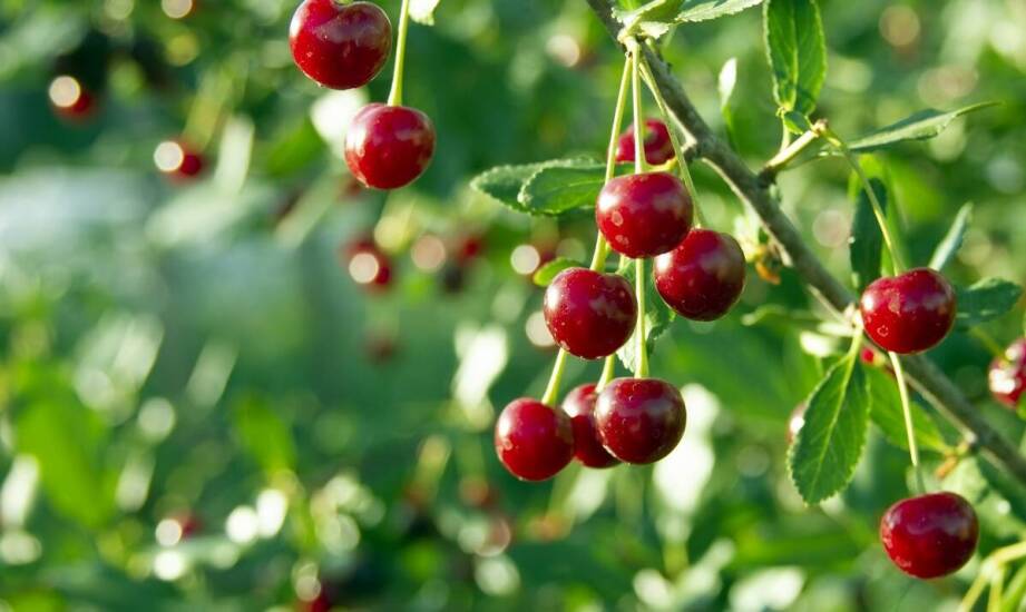 Czereśnia karłowa w ogrodzie – uprawa, pielęgnacja i najważniejsze zalety