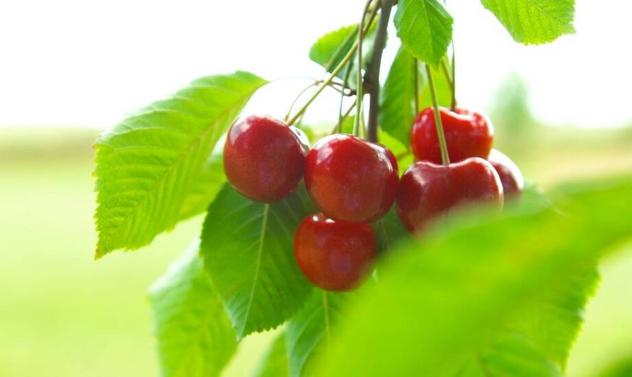 Czereśnia karłowa – uprawa, wymagania i najważniejsze zalety drzewa