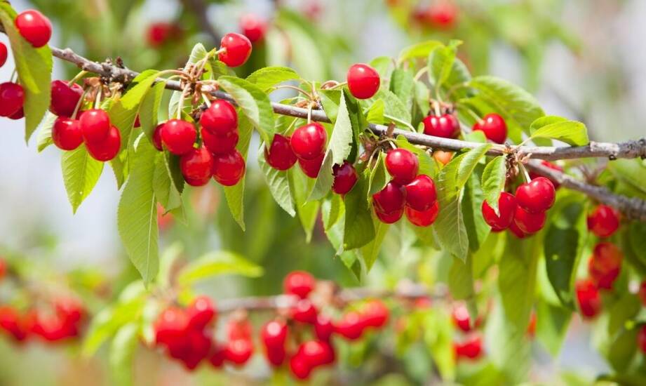 Czereśnia karłowa – wszystko, co warto wiedzieć o uprawie i odmianach