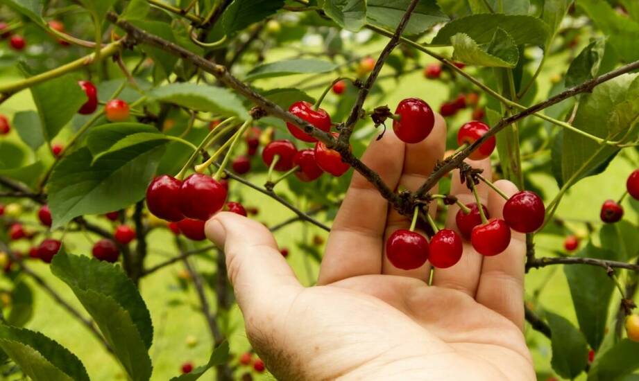 Czereśnia karłowa – uprawa, pielęgnacja i najważniejsze zalety odmiany