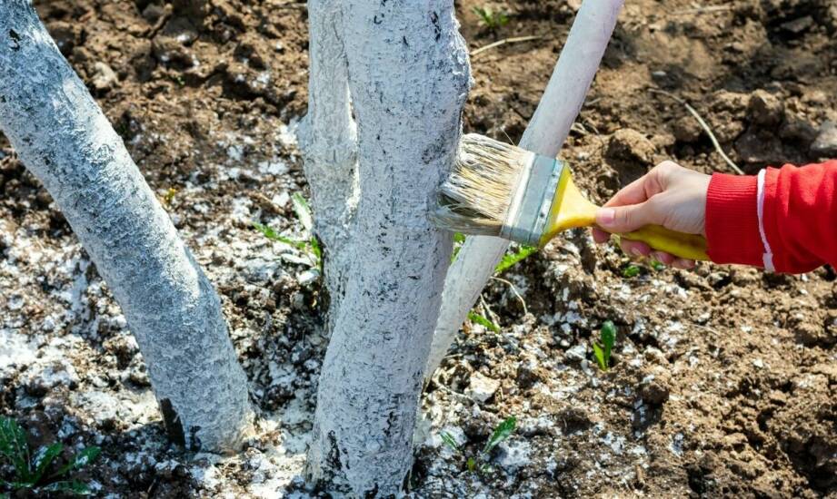 Drzewa kolumnowe w ogrodzie – zalety, gatunki i praktyczne zastosowania