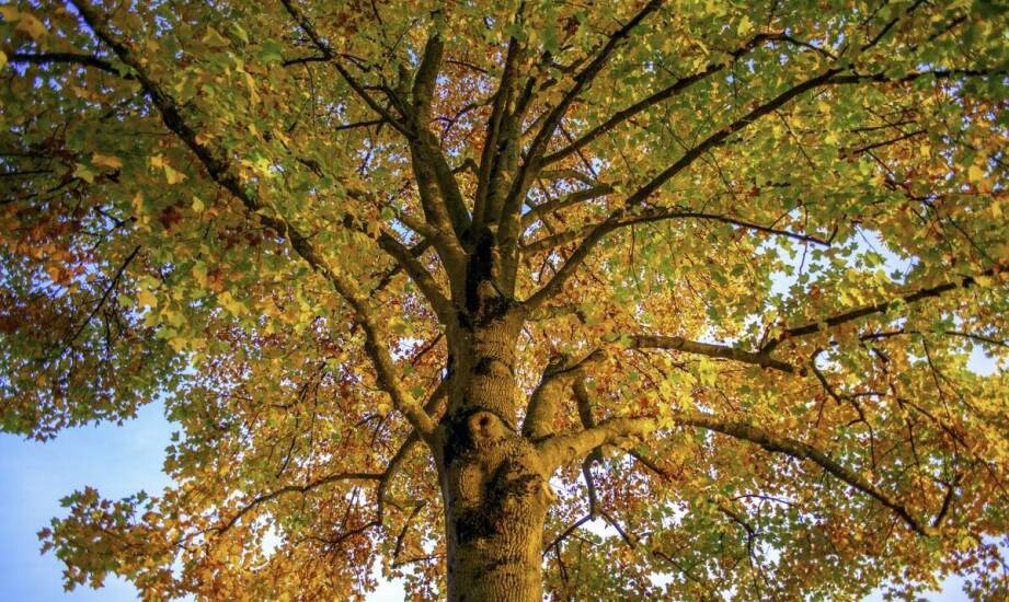 Drzewa kolumnowe w ogrodzie – odmiany, pielęgnacja i inspiracje do nasadzeń