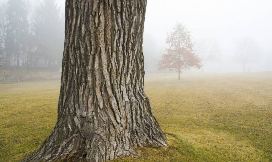 Drzewa kolumnowe w ogrodzie — zastosowanie, pielęgnacja i popularne gatunki
