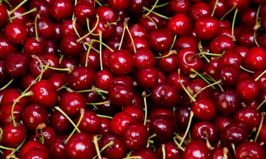 Czereśnia karłowa – uprawa, pielęgnacja i najważniejsze zalety tej odmiany