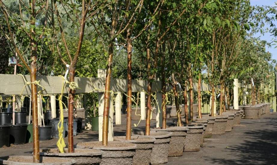 Drzewa kolumnowe w ogrodzie – gatunki, uprawa i zastosowanie