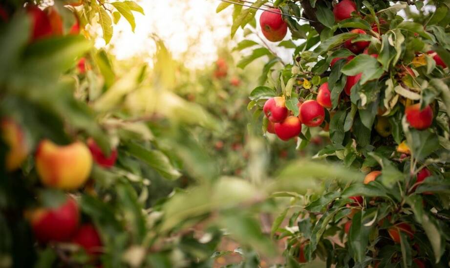 Drzewka i krzewy owocowe – najciekawsze gatunki do ogrodu