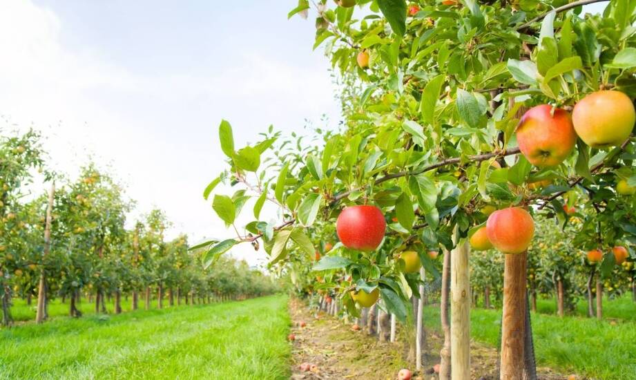 Najpopularniejsze gatunki drzewek i krzewów owocowych do ogrodu