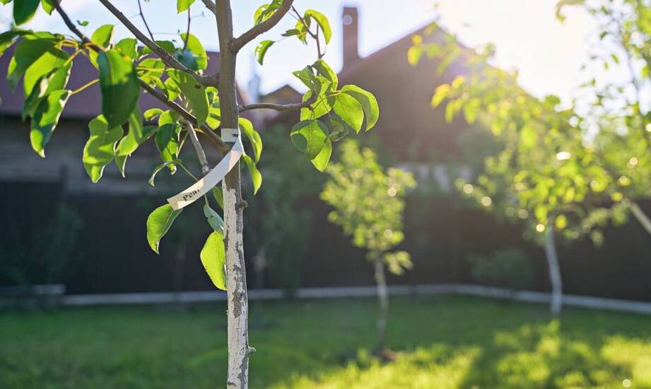Drzewka i krzewy owocowe – jak wybrać najlepsze gatunki do ogrodu