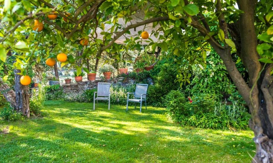 Drzewka i krzewy owocowe – najpopularniejsze gatunki do ogrodu