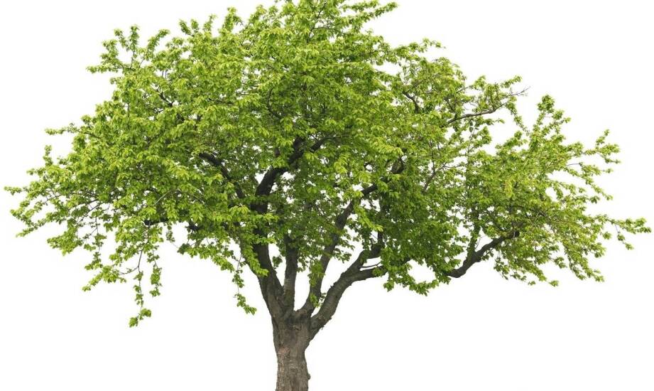 Drzewka owocowe karłowe – uprawa, pielęgnacja i najciekawsze odmiany