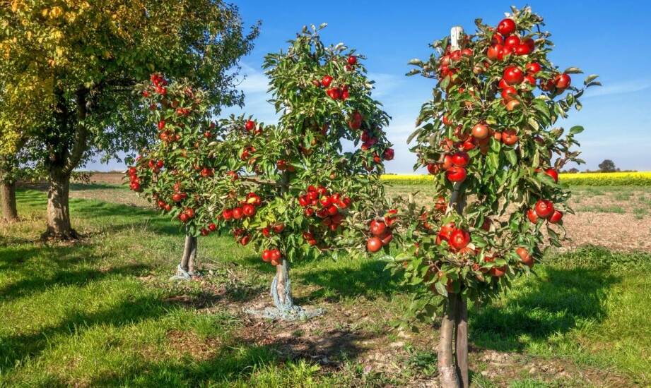 Drzewka i krzewy owocowe – jakie gatunki sprawdzą się w ogrodzie?