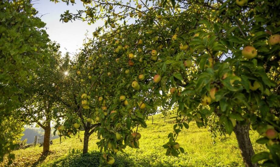Drzewka owocowe karłowe – idealny wybór do małych ogrodów i na balkon