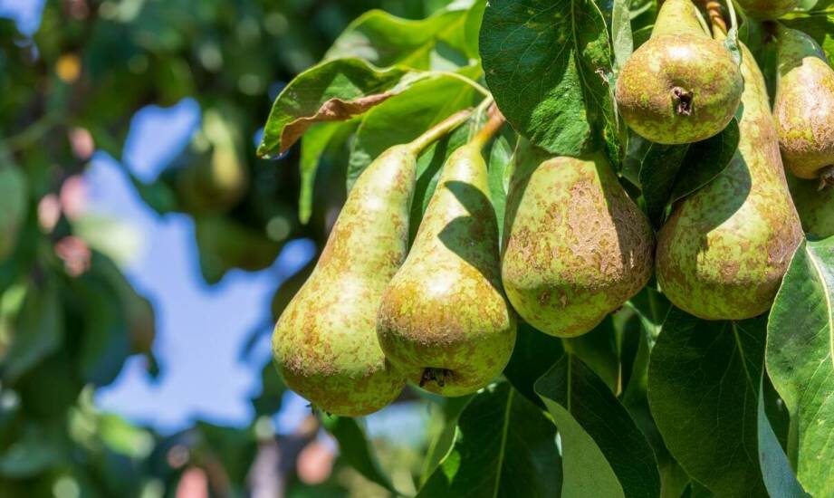 Najważniejsze informacje o gruszy – Konferencja, uprawa i zastosowanie