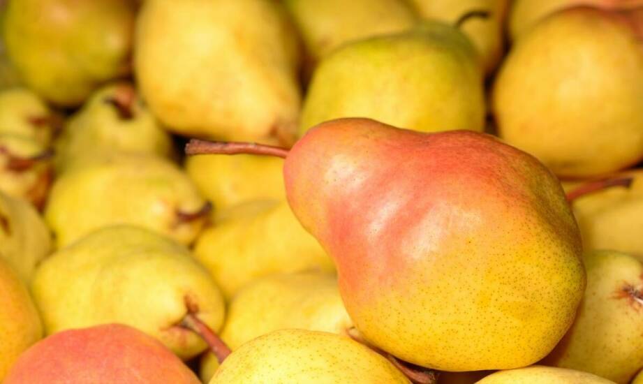 Grusza Konferencja – cechy, okres dojrzewania i możliwości wykorzystania owoców