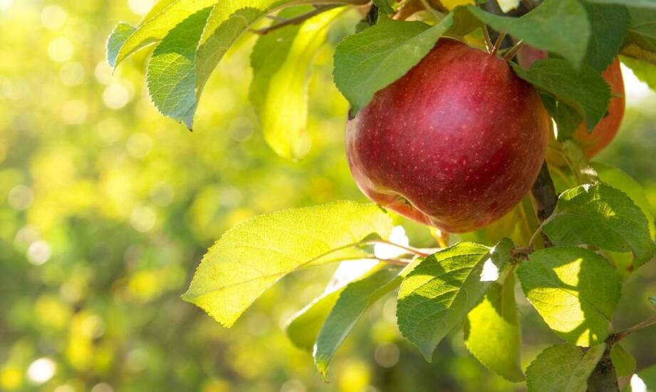 Jabłoń kolumnowa – zalety, odmiany i uprawa w ogrodzie oraz na balkonie