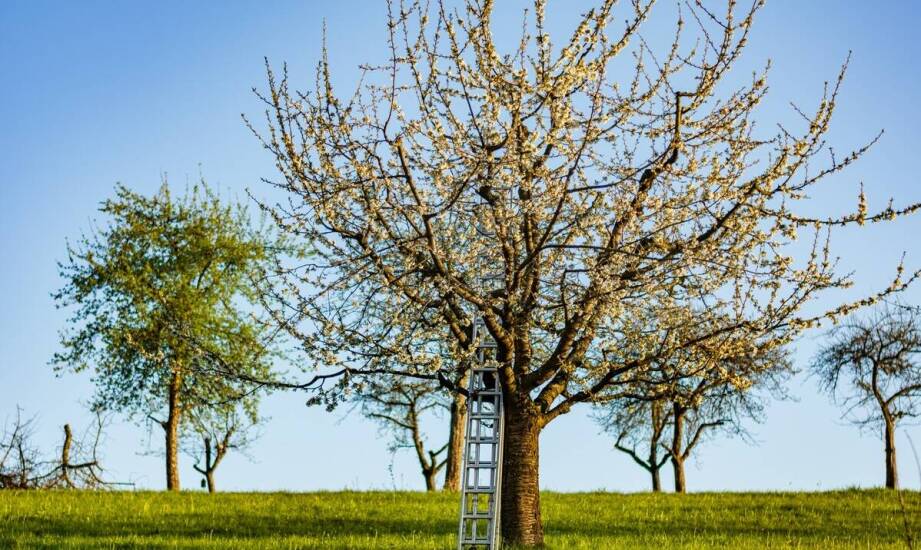 Jabłoń kolumnowa – jak uprawiać i pielęgnować w ogrodzie oraz na balkonie