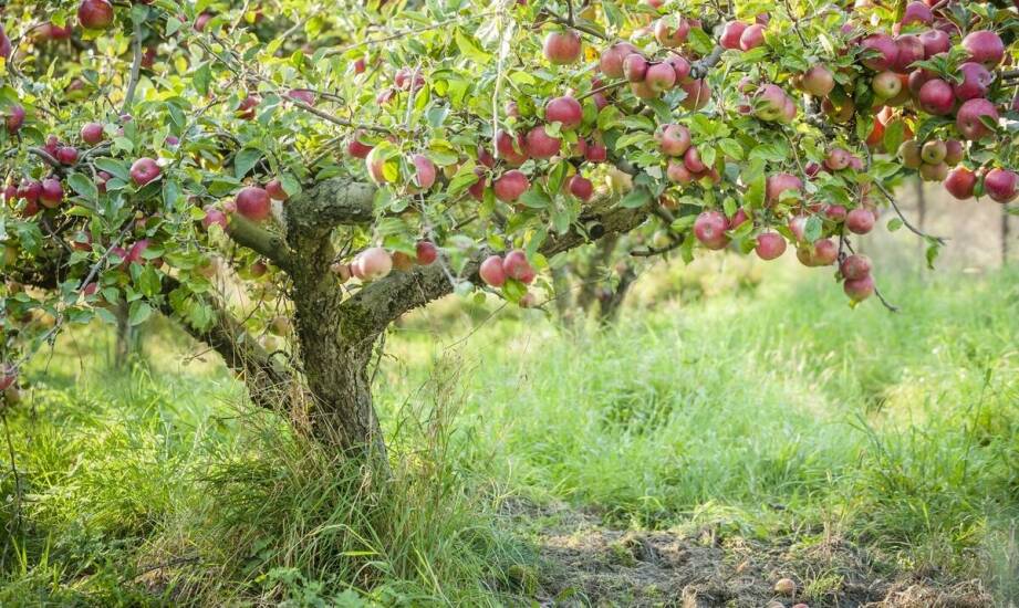 Jabłoń kolumnowa – jak uprawiać i jakie odmiany warto wybrać?