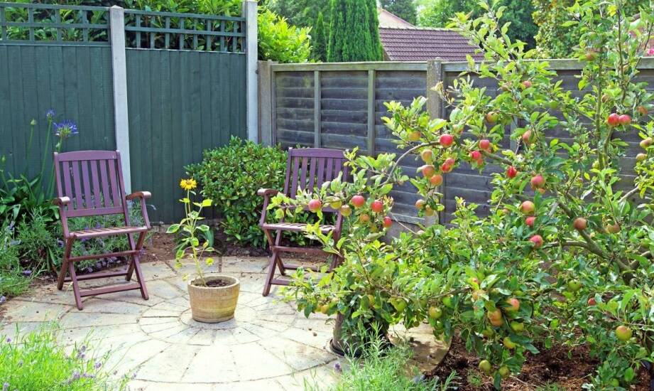 Jabłoń kolumnowa – odmiany, uprawa i zastosowanie w ogrodzie