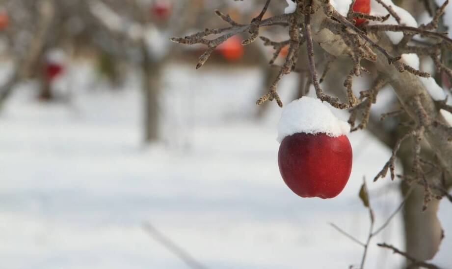 Jabłoń kolumnowa – odmiany, pielęgnacja i zastosowanie w ogrodzie
