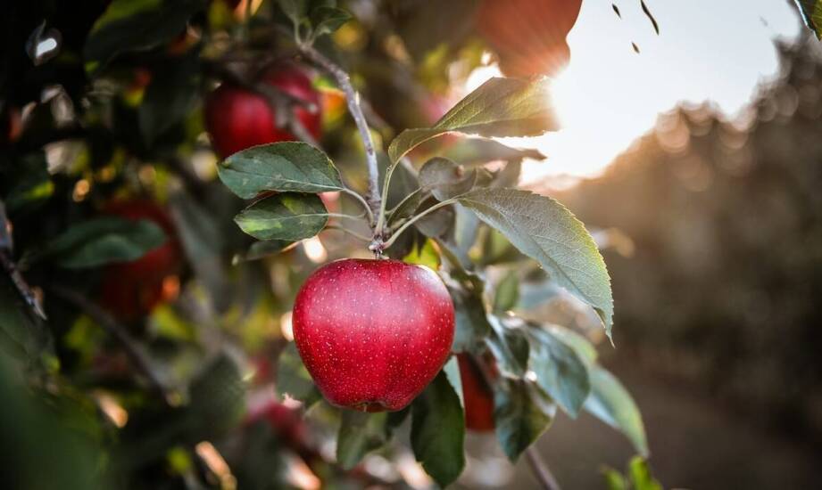 Jabłoń z czerwonym miąższem – niezwykłe odmiany i ich zalety