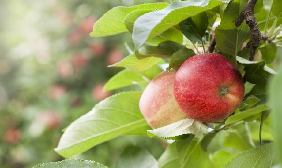 Jabłoń papierówka – sekrety uprawy, pielęgnacji i zdrowych plonów