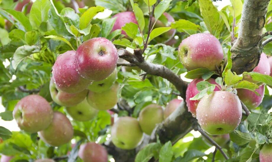 Jabłoń papierówka – sekrety uprawy, pielęgnacji i smacznych plonów