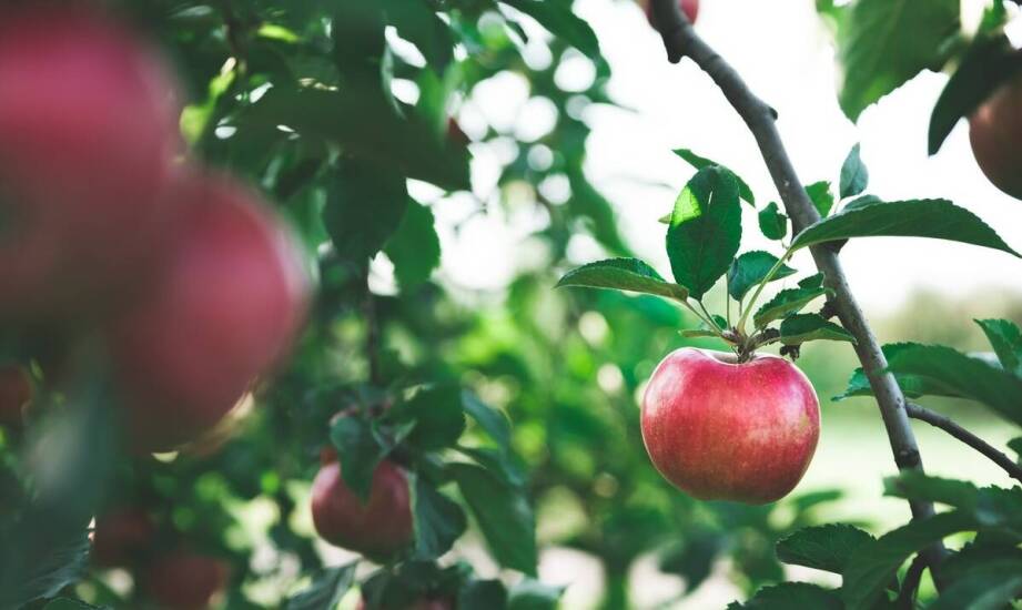 Jabłoń Reneta – cechy, wymagania i najważniejsze zalety uprawy tej odmiany