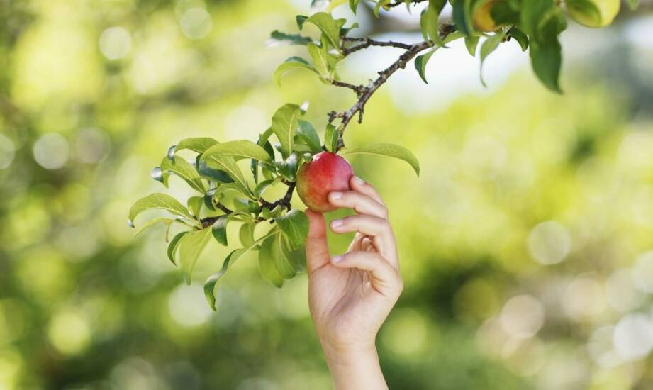 Jabłoń Reneta – charakterystyka, odmiany i najważniejsze informacje