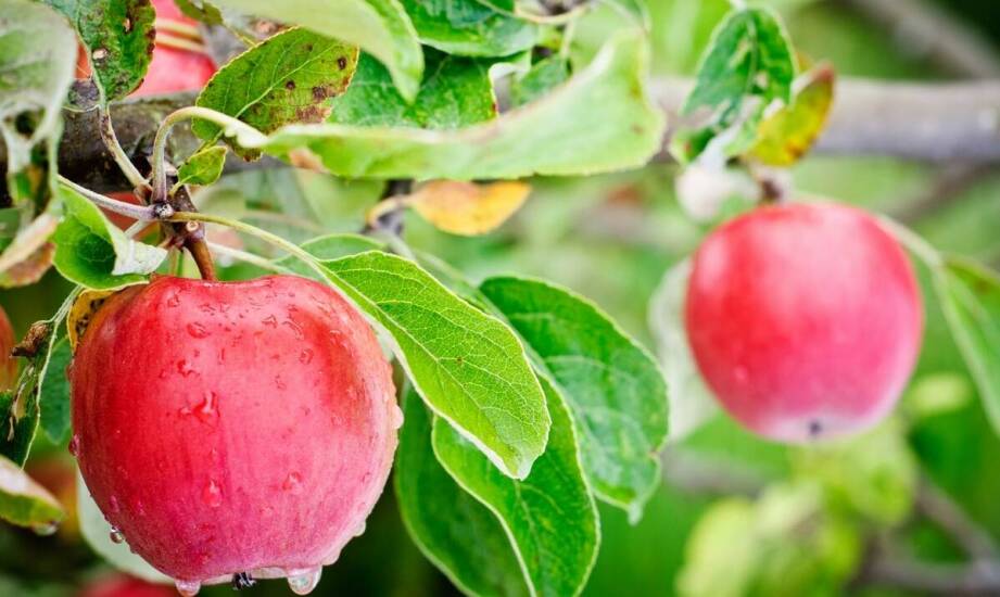 Jabłoń w ogrodzie – jak wybrać i kiedy sadzić młode drzewka owocowe