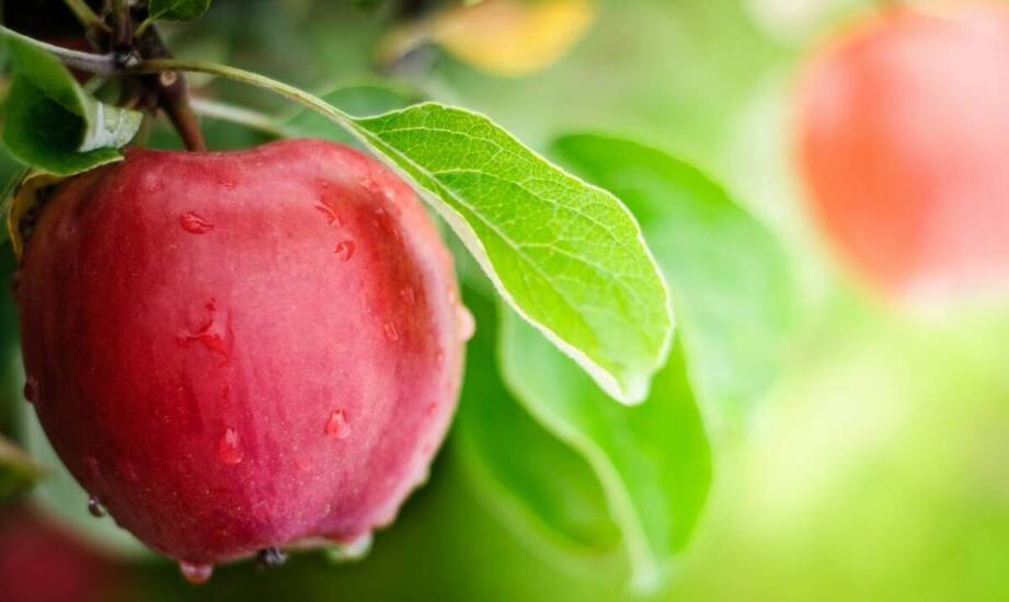 Jak wybrać i sadzić sadzonki jabłoni – praktyczne wskazówki dla początkujących