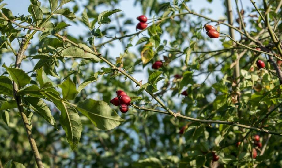 Jagoda kamczacka – co warto wiedzieć przed zakupem sadzonek?