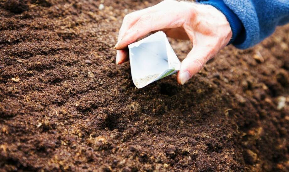 Jak wybrać i sadzić sadzonki jabłoni — wszystko, co warto wiedzieć