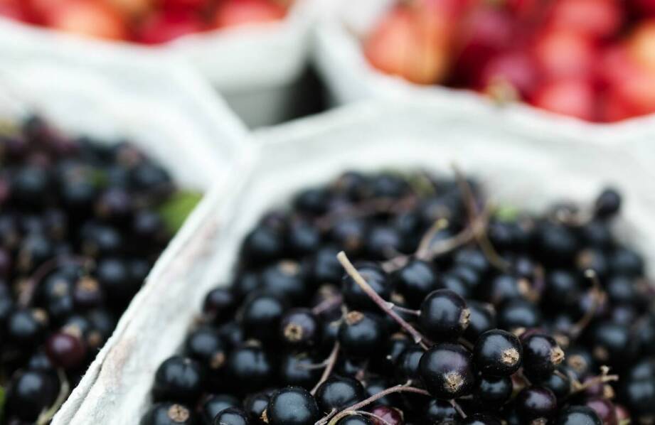 Jagoda kamczacka — sadzonki, odmiany i najważniejsze informacje uprawowe