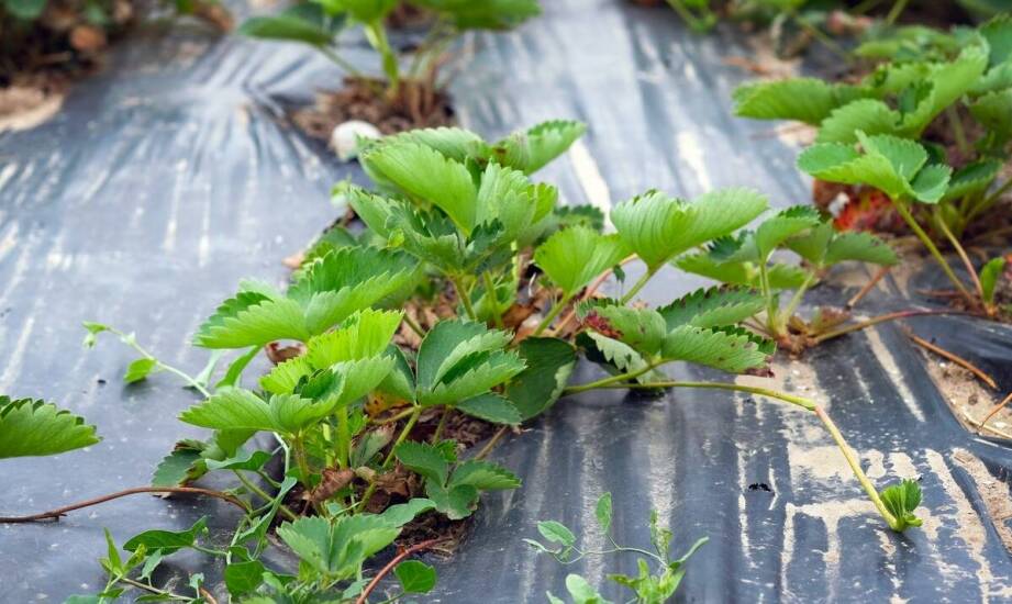 Jagoda kamczacka – uprawa, pielęgnacja i wybór najlepszych sadzonek
