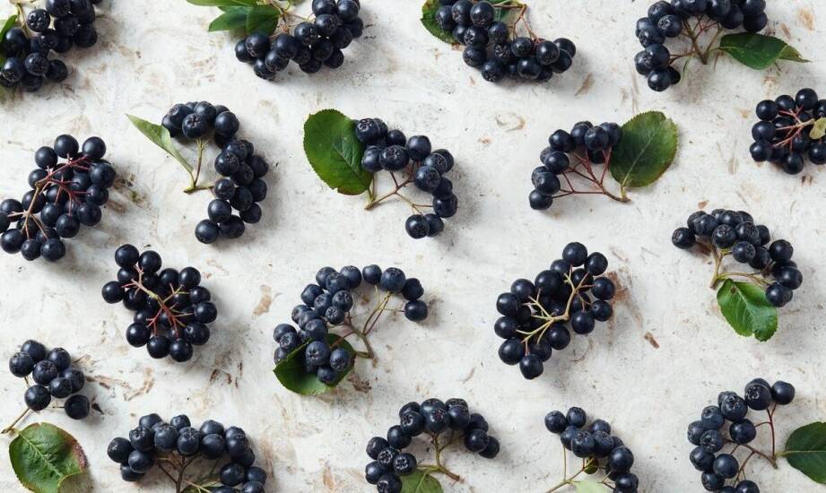 Jagoda kamczacka – najciekawsze odmiany i inspiracje na nasadzenia