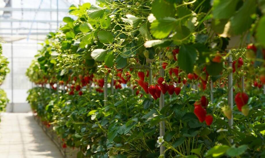 Jagoda kamczacka – jak wybrać i uprawiać sadzonki w ogrodzie