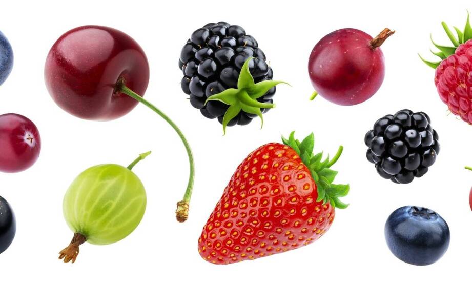 Jagoda kamczacka sadzonki – wszystko, co warto wiedzieć przed zakupem