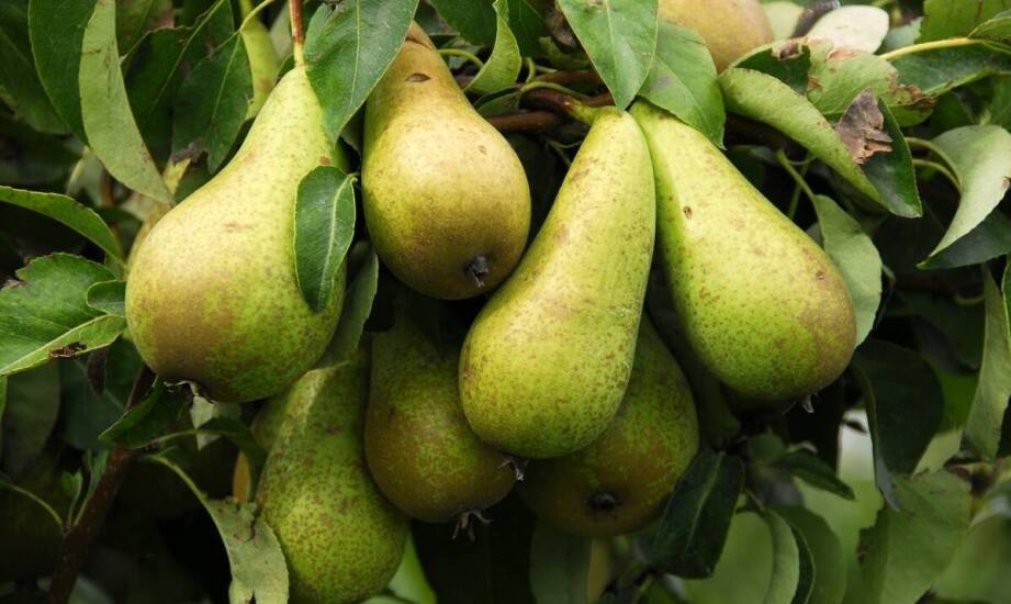 Jak pielęgnować pigwę gruszkową?