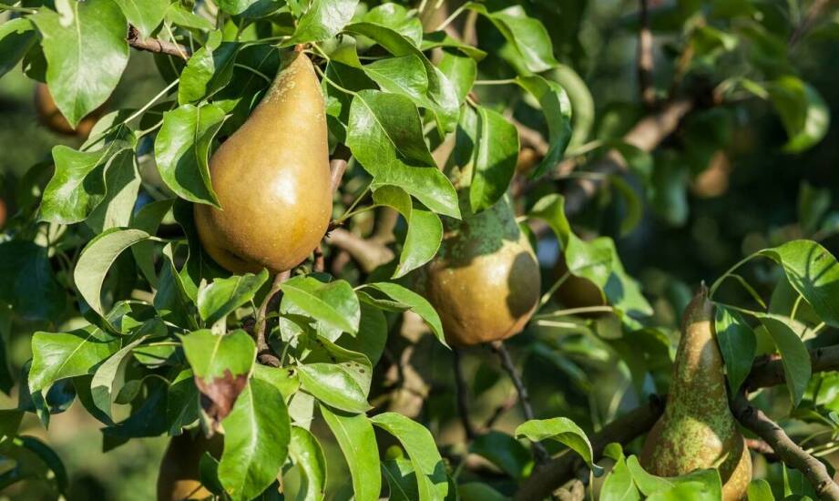 Pigwa gruszkowa – charakterystyka, zalety i ciekawe zastosowania owocu